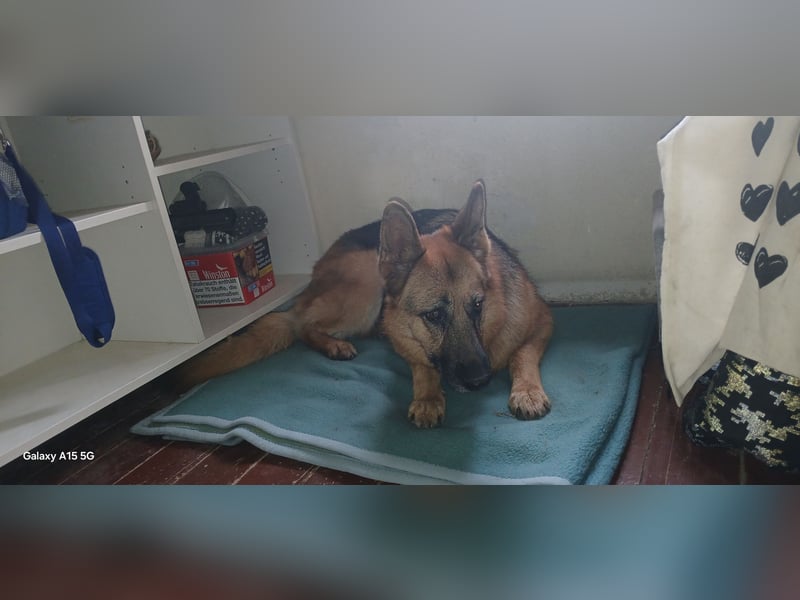 Liebe  Schäferhündin katscha