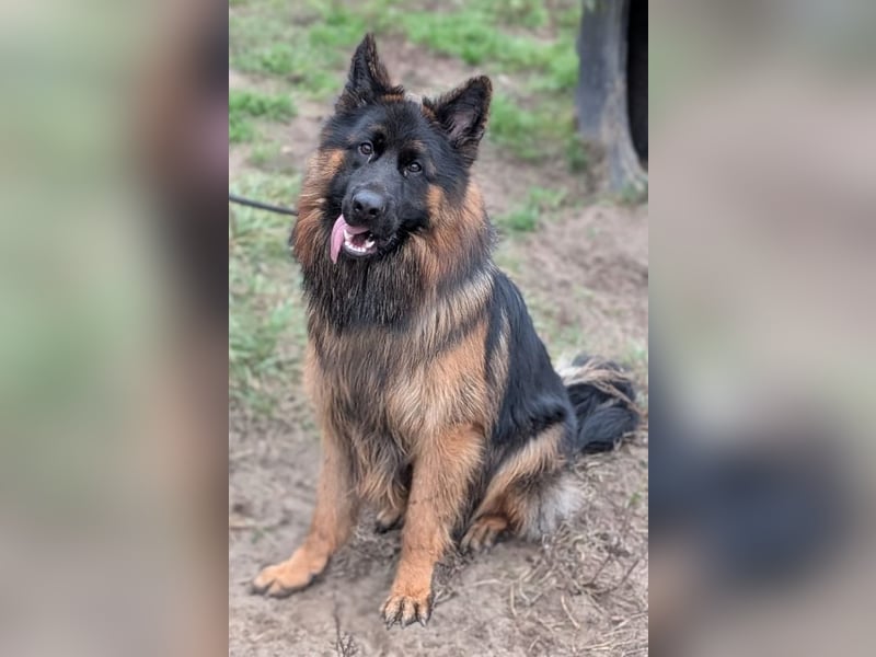 Herr Schröder sucht ein Zuhause