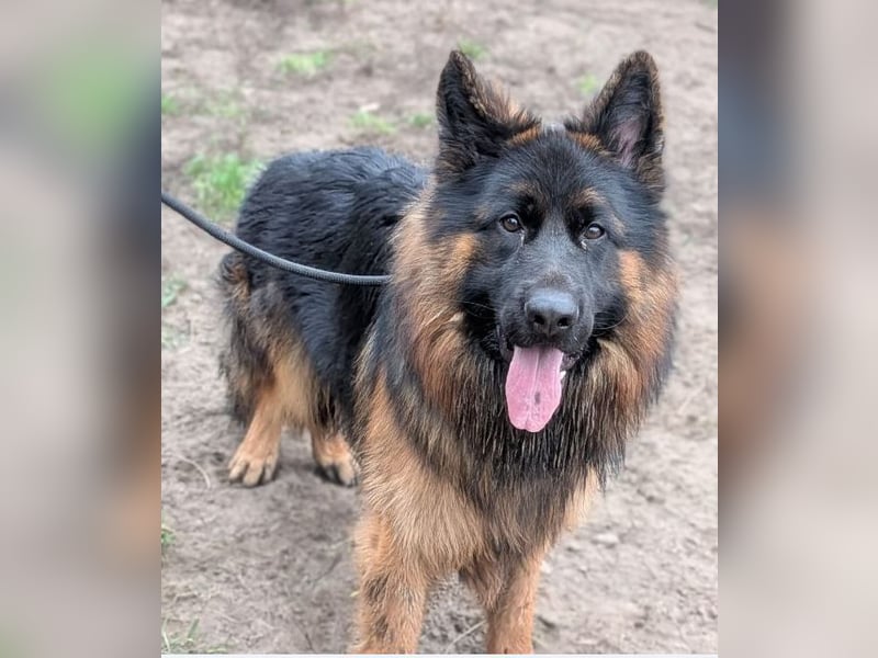 Herr Schröder sucht ein Zuhause