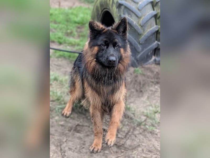 Herr Schröder sucht ein Zuhause