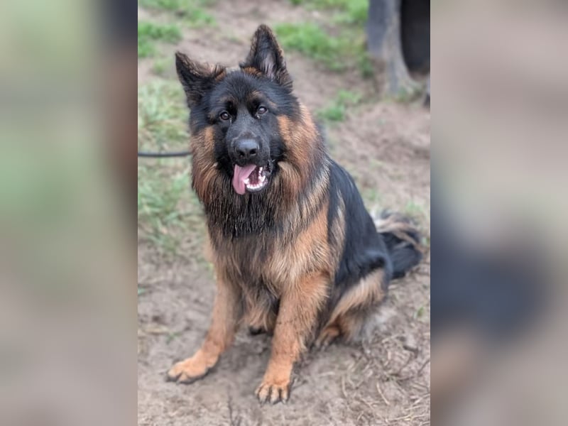 Herr Schröder sucht ein Zuhause