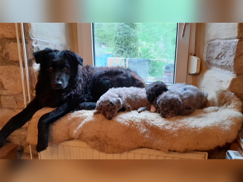 Altdeutscher Hütehund - Süddeutscher Schlag - Tiger