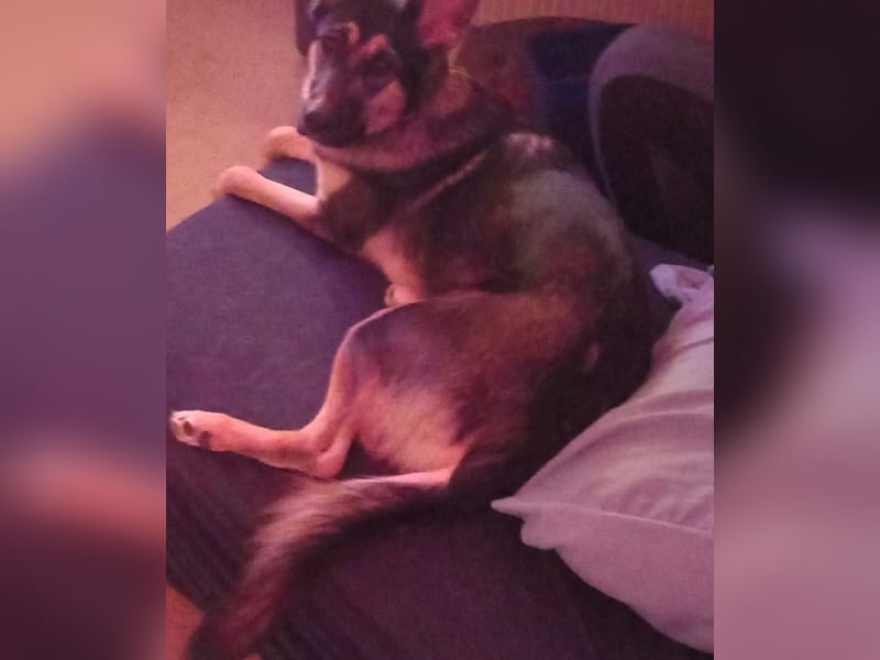 Hund abzugeben