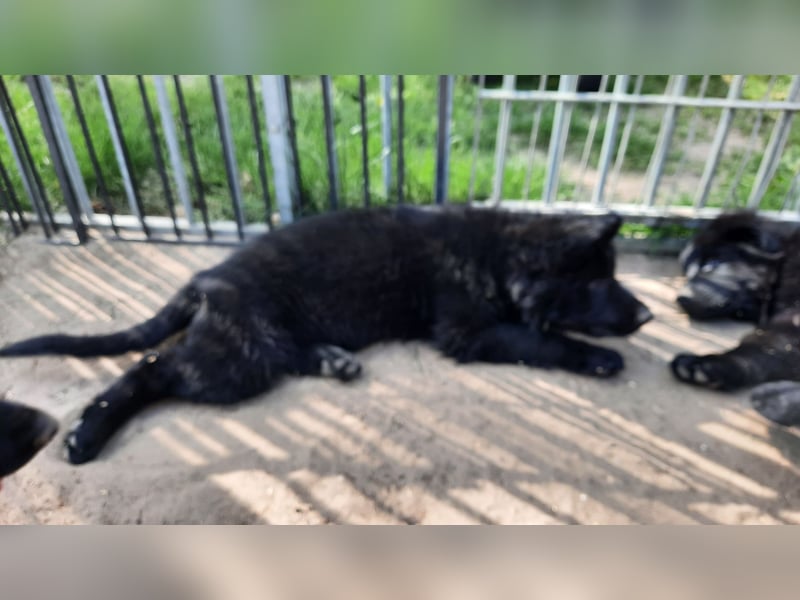 Altdeutsche Schäferhund Welpen