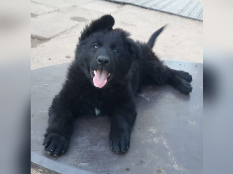 Altdeutsche Schäferhund Welpen