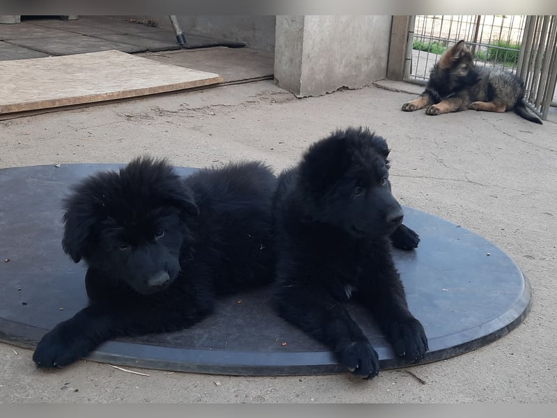 Altdeutsche Schäferhund Welpen