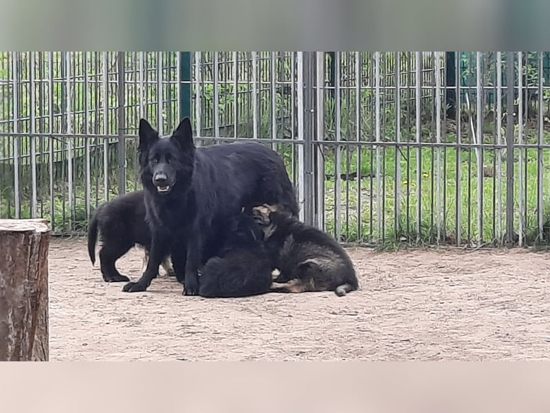 Altdeutsche Schäferhund Welpen