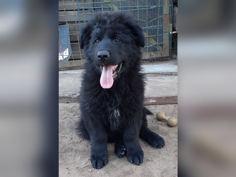 Altdeutsche Schäferhund Welpen