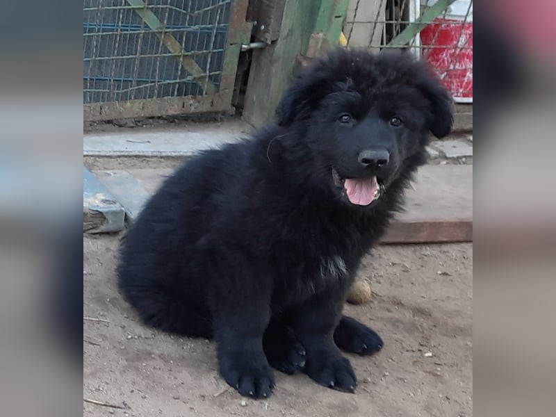 Altdeutsche Schäferhund Welpen