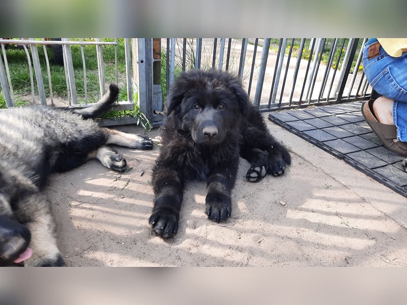 Altdeutsche Schäferhund Welpen