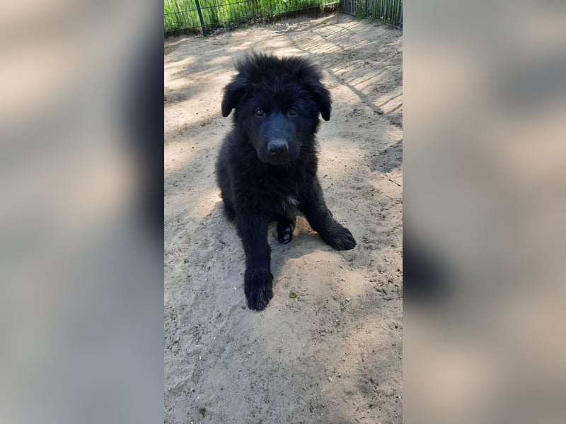 Altdeutsche Schäferhund Welpen
