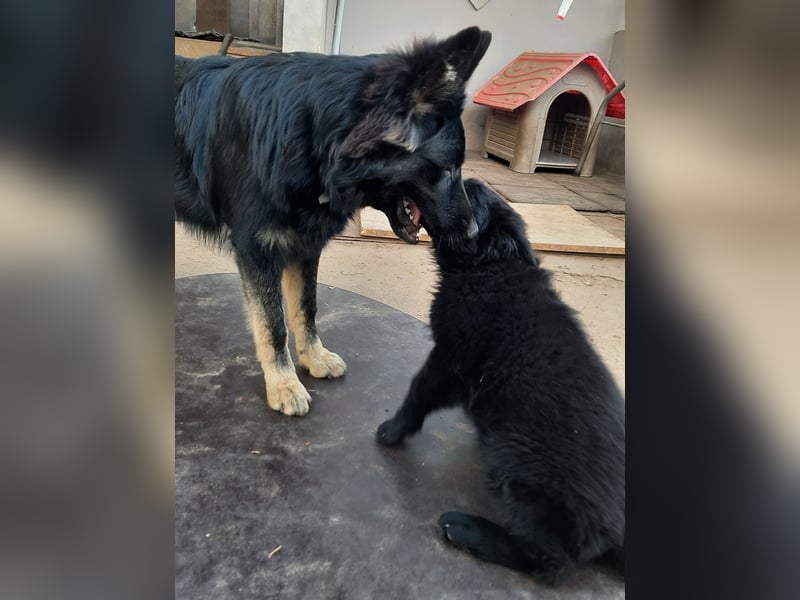 Altdeutsche Schäferhund Welpen