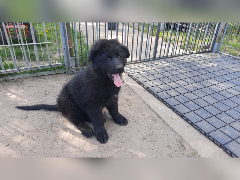 Altdeutsche Schäferhund Welpen