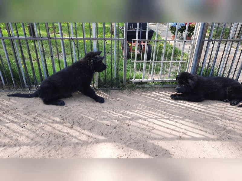 Altdeutsche Schäferhund Welpen