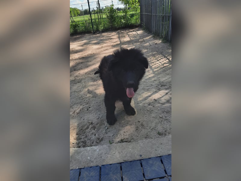 Altdeutsche Schäferhund Welpen