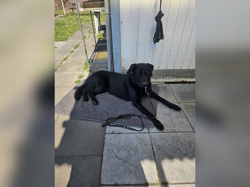 Schäferhund Labrador Mischling