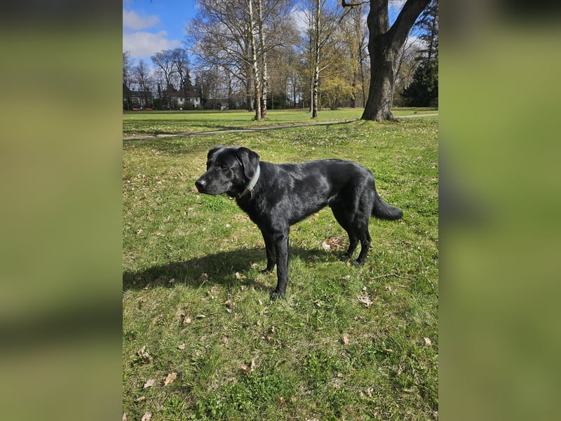 Schäferhund Labrador Mischling