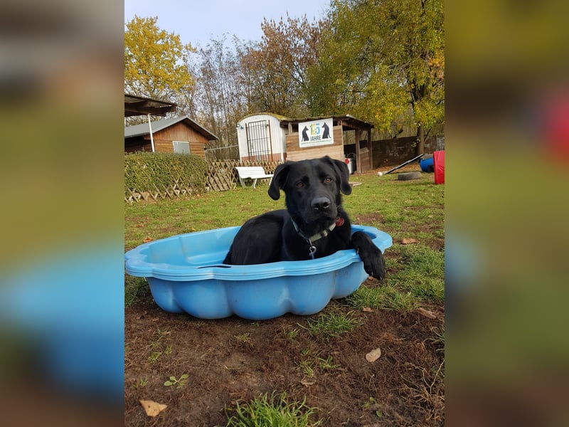 Schäferhund Labrador Mischling
