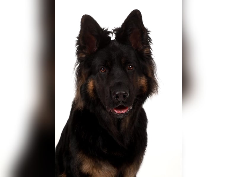 Deckrüde altdeutscher Schäferhund