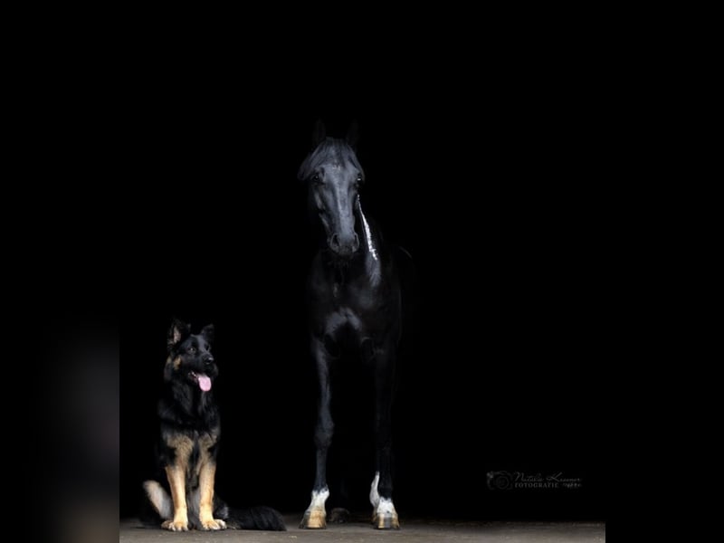 Deckrüde altdeutscher Schäferhund