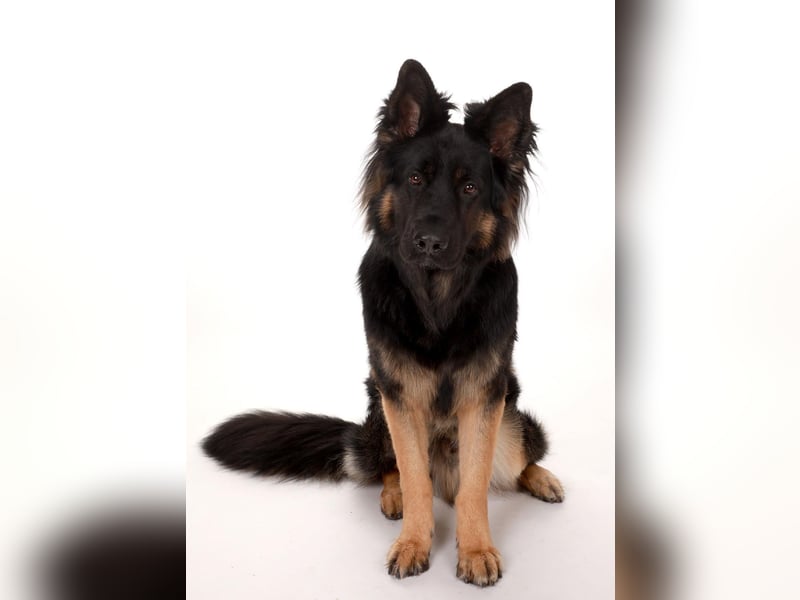 Deckrüde altdeutscher Schäferhund