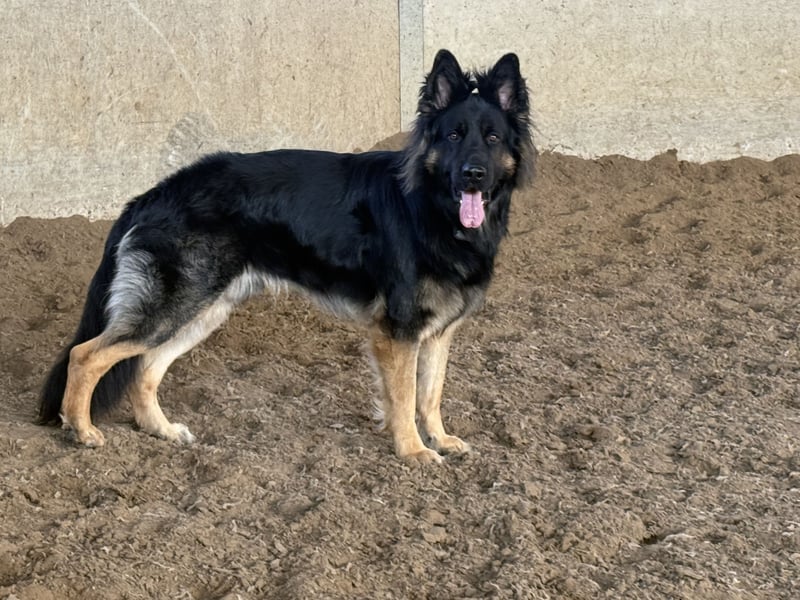 Deckrüde altdeutscher Schäferhund