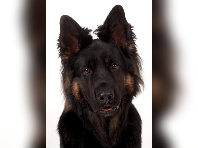 Deckrüde altdeutscher Schäferhund