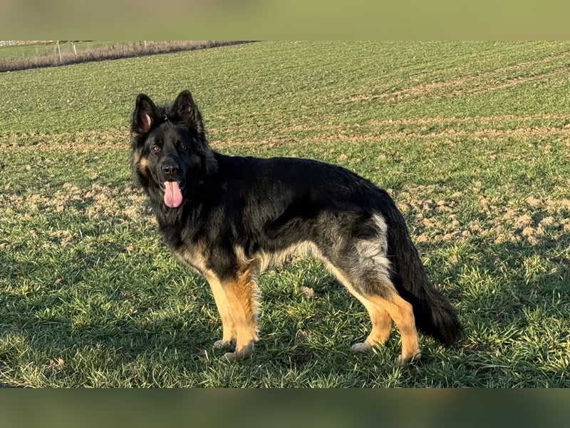 Deckrüde altdeutscher Schäferhund