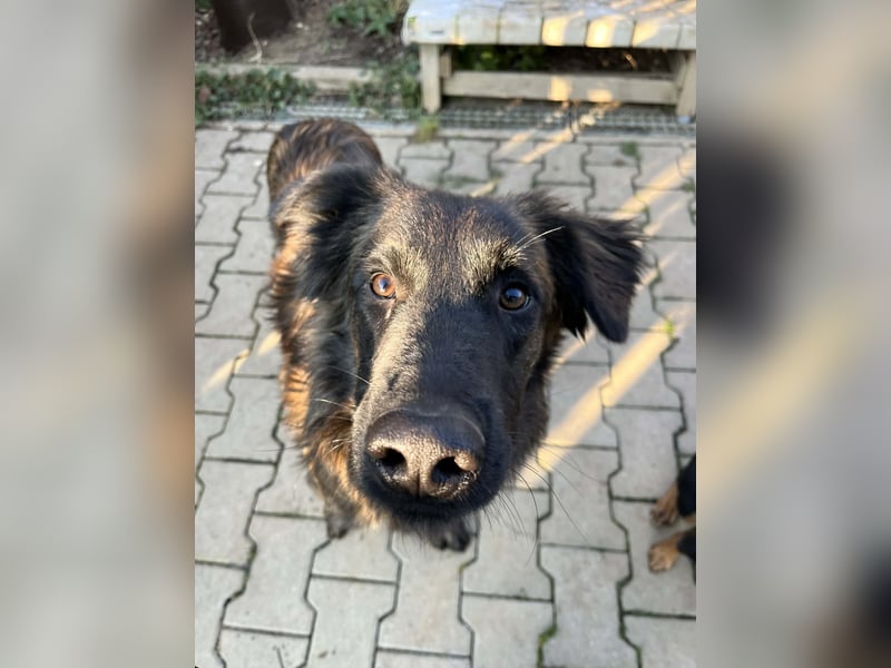 Caramelo - Traumhund in Deutschland