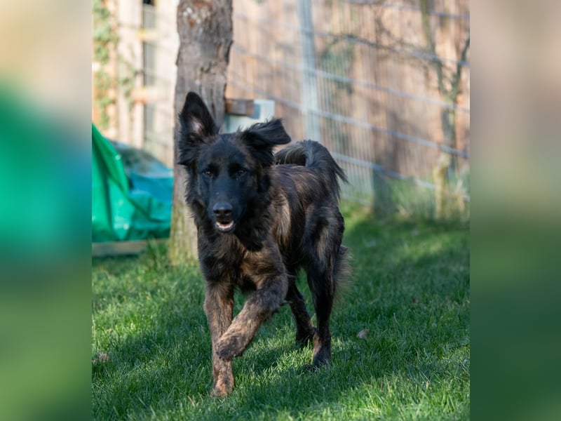 Caramelo - Traumhund in Deutschland