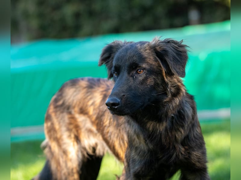 Caramelo - Traumhund in Deutschland