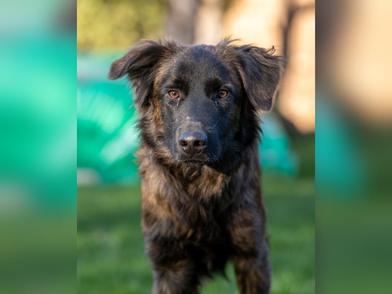 Caramelo - Traumhund in Deutschland