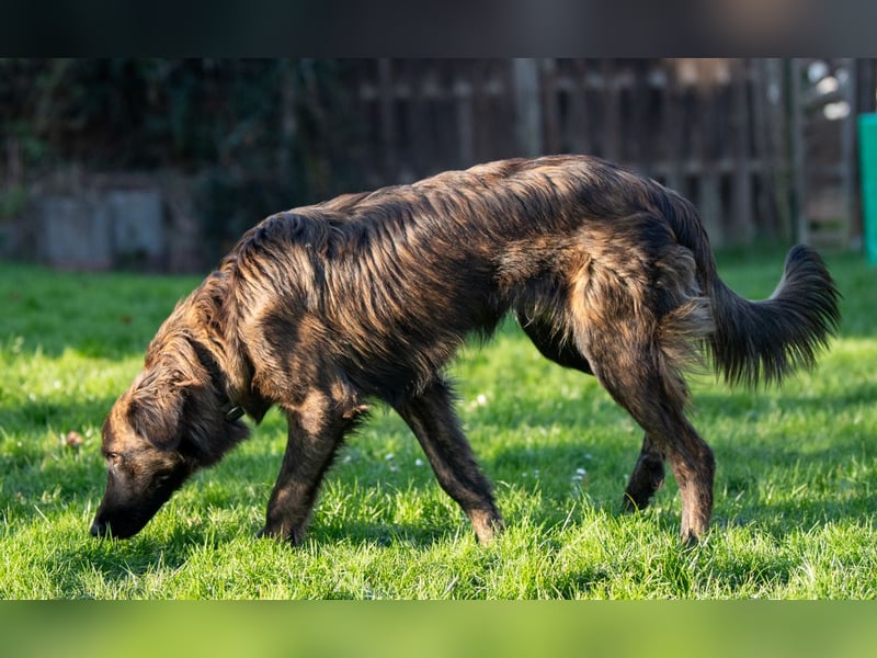 Caramelo - Traumhund in Deutschland