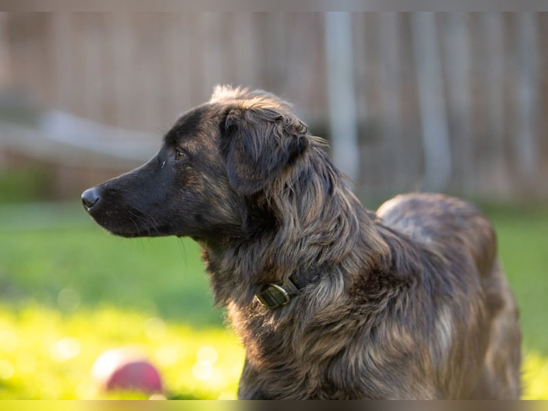 Caramelo - Traumhund in Deutschland