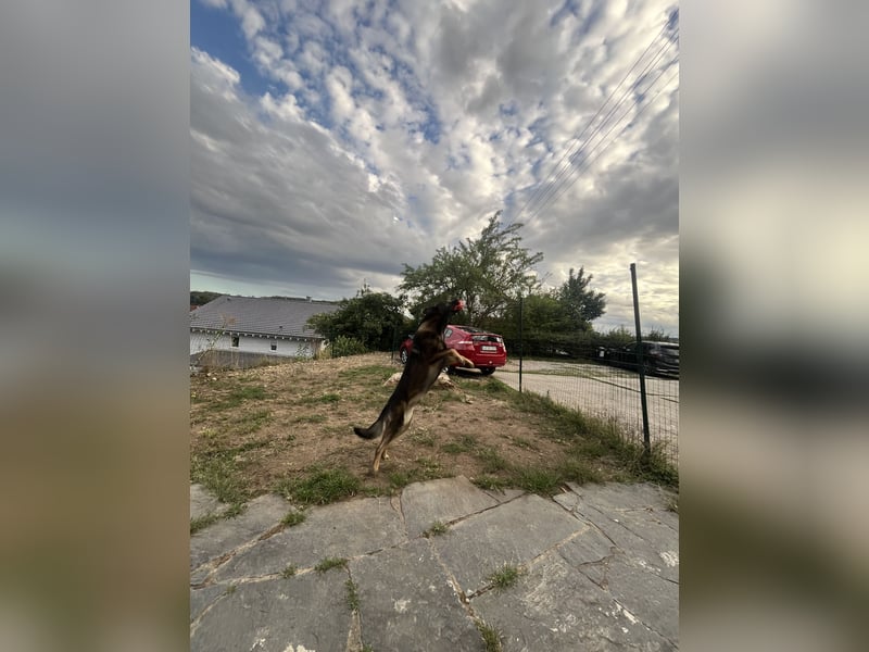 Altdeutsch Schäferhund als Deckrüde