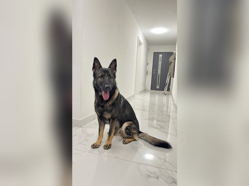 Altdeutsch Schäferhund als Deckrüde