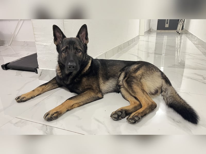 Altdeutsch Schäferhund als Deckrüde