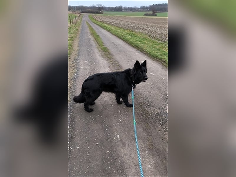 Altdeutscher Schäferhund 4 Jahre