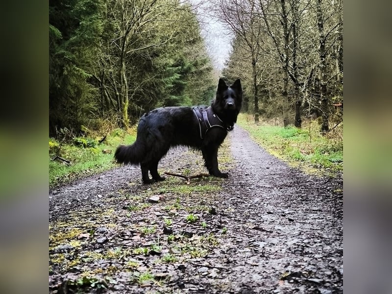 Altdeutscher Schäferhund 4 Jahre