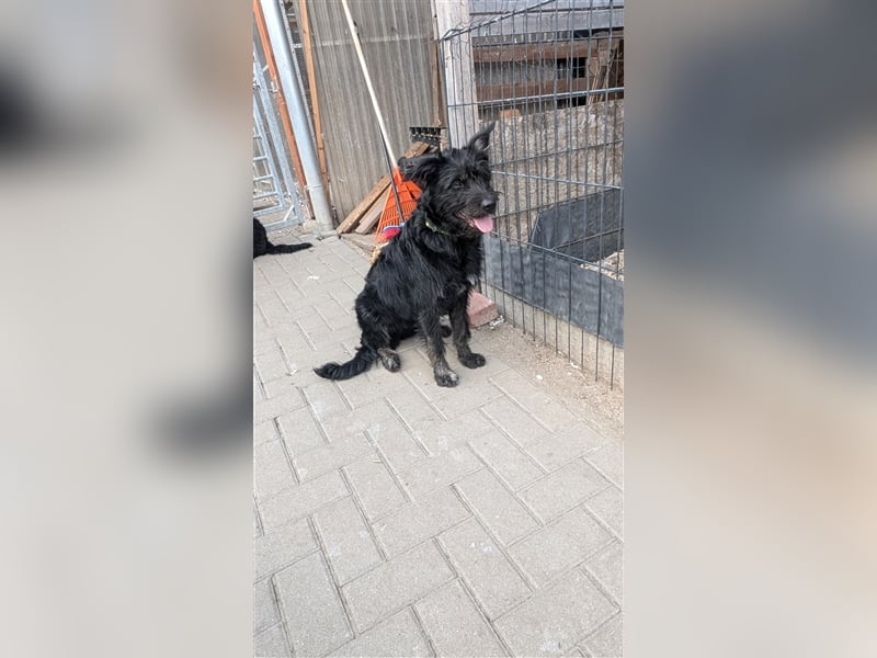 Schäferhund mischlings Welpen