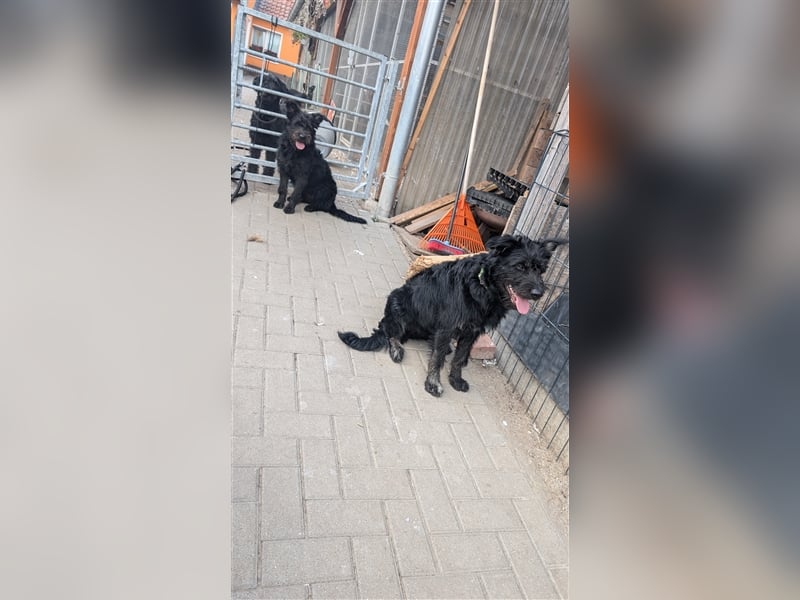 Schäferhund mischlings Welpen