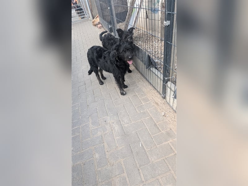 Schäferhund mischlings Welpen