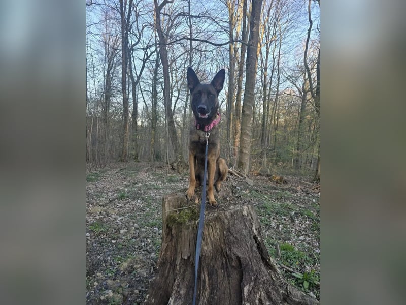 Schäferhündin-Malinoi Mix