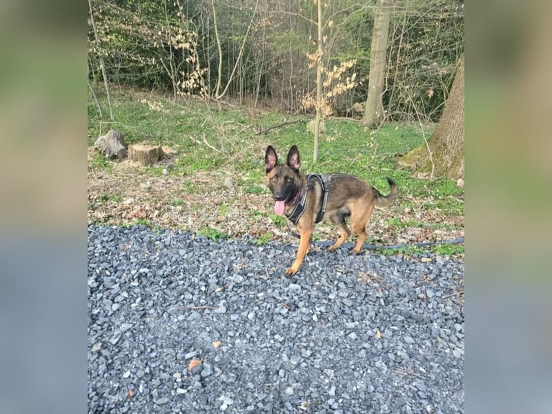 Schäferhündin-Malinoi Mix