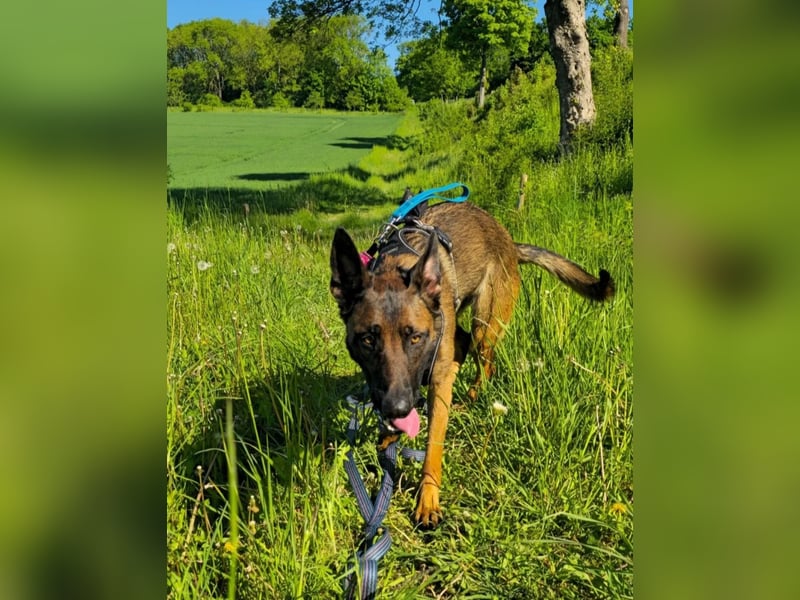 Schäferhündin-Malinoi Mix