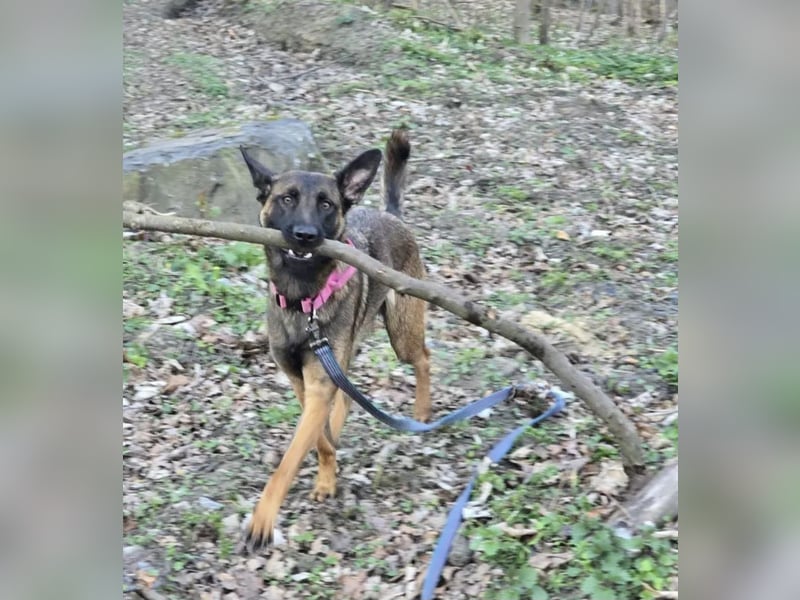 Schäferhündin-Malinoi Mix