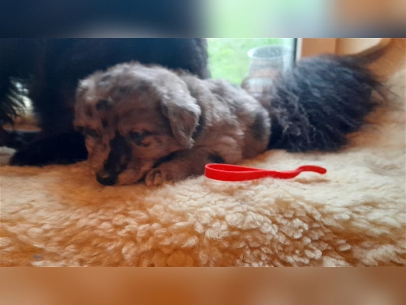 Altdeutscher Hütehund - Süddeutscher Schlag - Tiger