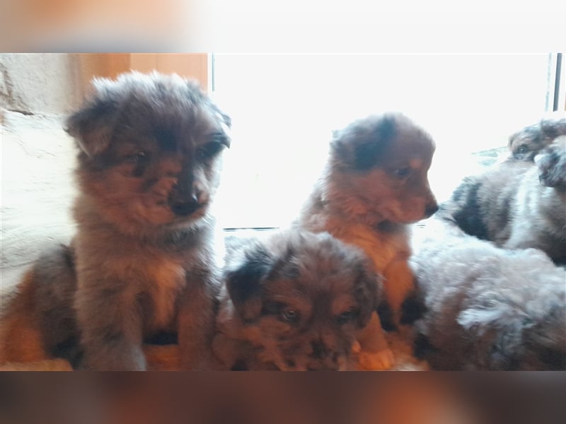 Altdeutscher Hütehund - Süddeutscher Schlag - Tiger