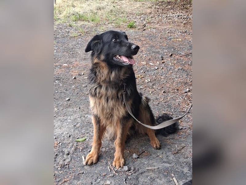 Kira sucht ein neues Zuhause