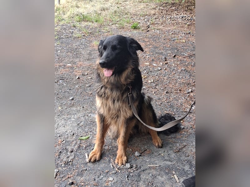 Kira sucht ein neues Zuhause